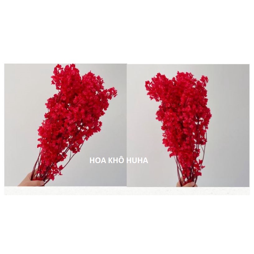 Hoa Khô Đậu Cánh Đỏ Decor Trang Trí