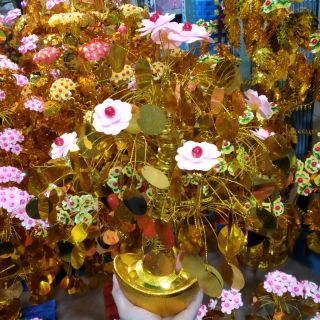 Cây cành vàng lá ngọc cao 45cm
