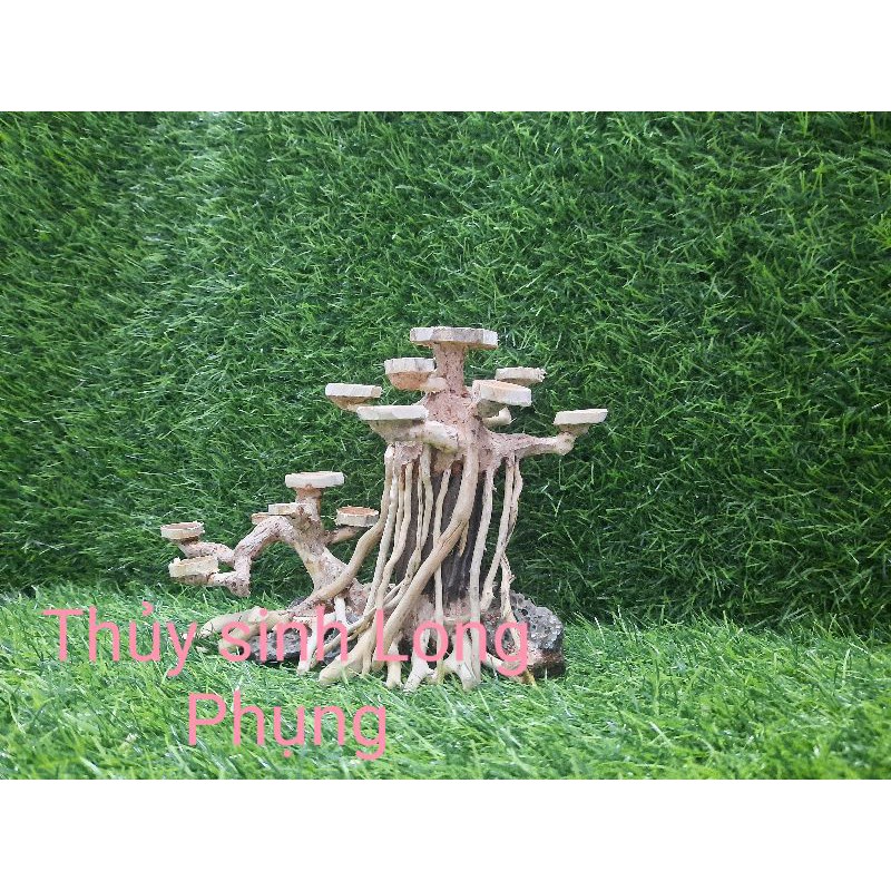 Lũa bon sai cấy nana