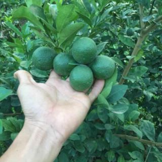 Cây 🌲 Chanh tứ quý...( có trái 4 mùa) đang trái