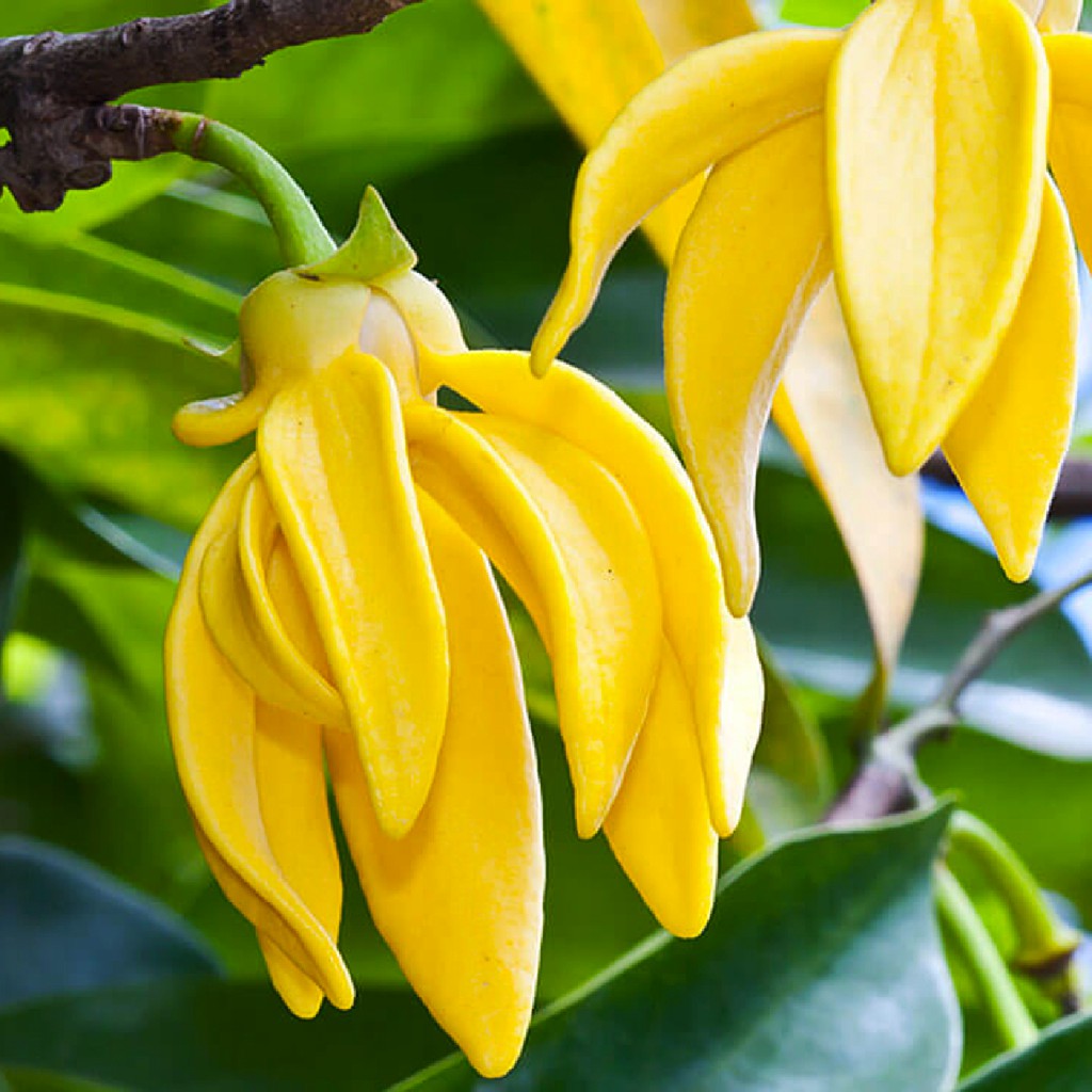 Tinh Dầu Ngọc Lan Tây Thiên Nhiên làm đẹp da, dưỡng tóc suông mượt, thư giãn Ylang Ylang Oil AloAroma