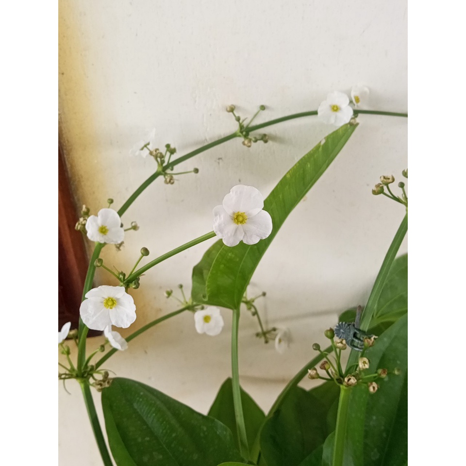 Chậu bách thủy tiên hoa kép 4-5 thân,cao 20-30cm,trang trí non bộ, tiểu cảnh hồ cá