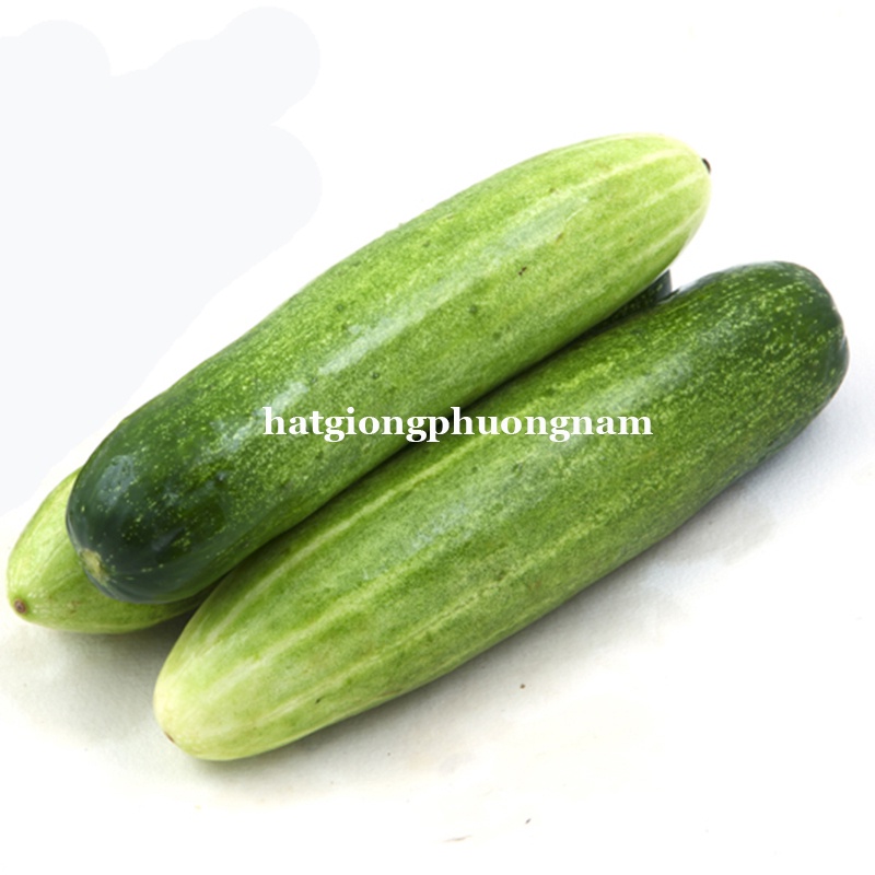 15H - HẠT GIỐNG DƯA LEO F1