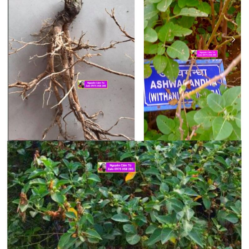 100h Hạt giống Sâm Ấn Độ Hymalaya Ashwagandha❤️tặng thêm 10hat❤️❤️❤️
