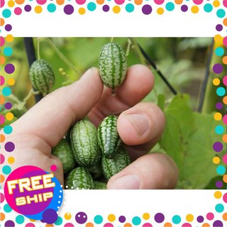 5 Hạt giống Dưa hấu mini (tặng gói Kích nẩy mầm và Hướng dẫn) TRỢ GIÁ KHUẾN MẠI TẾT