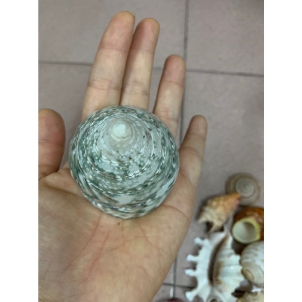 1 VỎ ỐC  CHỌN NGẪU NHIÊN