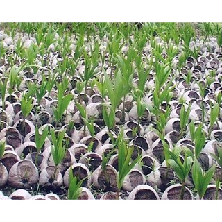 Cây Giống Dừa Sáp