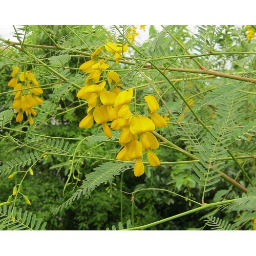 Hạt giống Bông Điên Điển