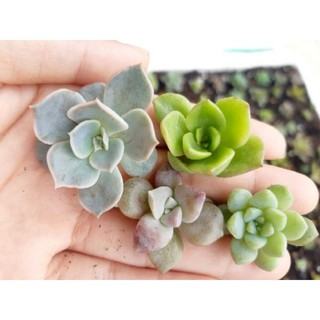 10 Lá sen đá giống đã mầm 10 loại
