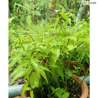 5 cây giống bìm bịp - mảnh cọng - xương khỉ
