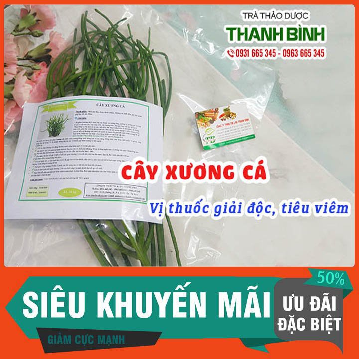 Cây Xương Cá 500g - Thu Hái Loại Tươi Và Chất Lượng
