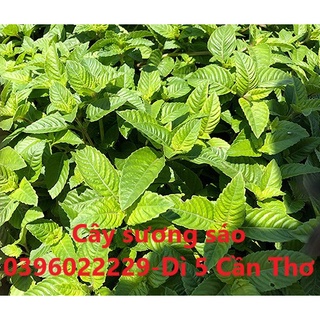 Cây sương sáo phơi khô 1 ký - hàng khô sạch bụi bậm