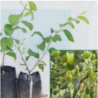 Cây giống táo lê Đài Loan - Táo Thái - cho trái to (8-11 quả/kg) vỏ mỏng, ăn giòn ngon và ngọt