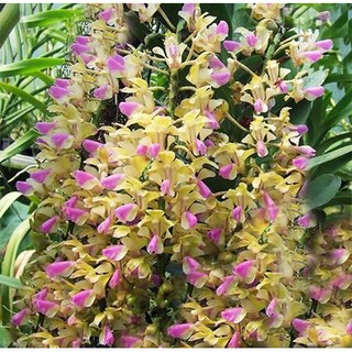 COMBO 5 CÂY lan giáng hương tam bảo sắc tuyệt đẹp - GHTBS