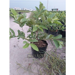 Cây ổi lê đài loan cao từ 25-40 cm