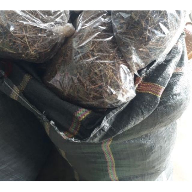 Cây bồ công anh (1 kg )