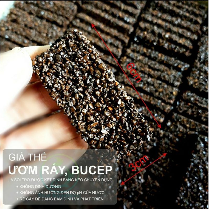 Giá thể Napad thủy sinh - giá thể Napad - giá thể ươm Ráy, Bucep, cây thủy sinh