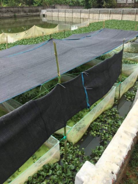 Tráng lưới nuôi ốc nhồi - 15 mét vuông cao sâu 1,3 mét
