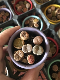 sen mông ( sen lithop)