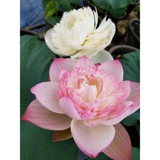 Củ sen phật âm -Không giao dc 19 tỉnh Miền Nam