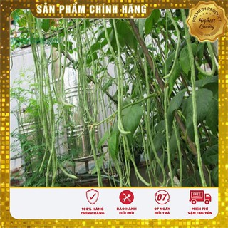Hạt Giống Đậu Đũa Xanh(20gr)