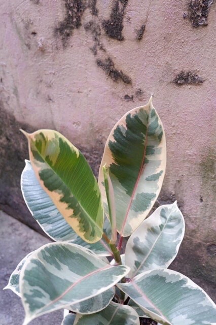 Cây Đa Cẩm Thạch(Marble Rubber Tree, Ficus Elastica Tineke)