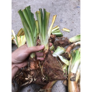 củ giống hoa thanh anh