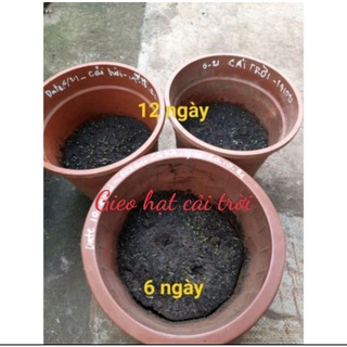 200 hạt giống rau cải trời