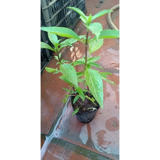 RAU HÚNG QUẾ cây giống (Chỉ giao miền bắc)