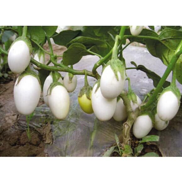 HẠT CÀ TRỨNG NGỖNG - GÓI 1 GRAM