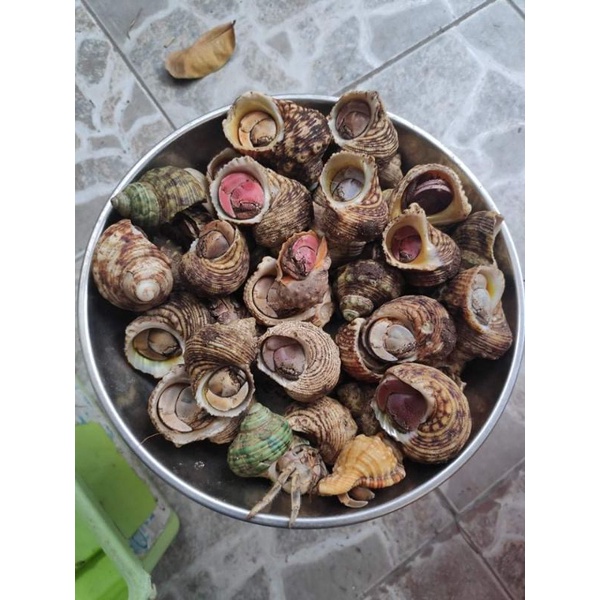 combo ốc giá rẻ