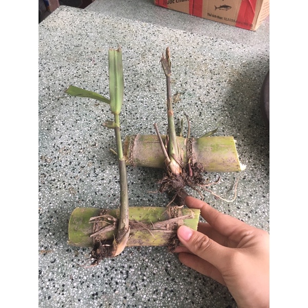 Mía tây giống 3 đoạn