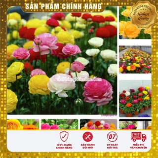 HGH Mao lương( Hồng ri ba tư)