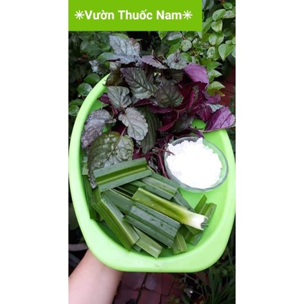 Cây bán tự cảnh cây nấu trà dr Thanh nước mát