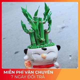 Chậu trúc phát tài mèo may mắn