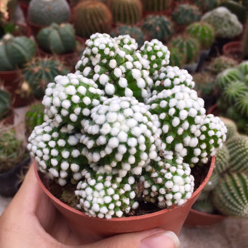 Xương rồng tuyết