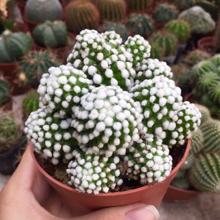 Xương rồng tuyết