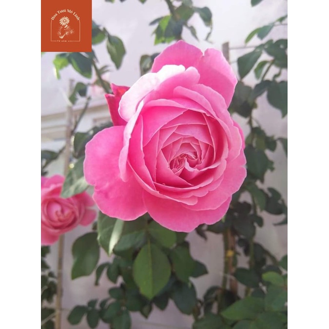 Hoa hồng ngoại Misato (Leo) Nét đẹp huyền ảo đến lạ thường-HoaTuoiMeLinh