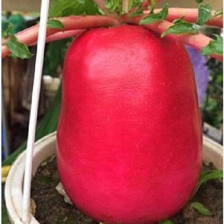 Hạt giống củ cải đỏ khổng lồ ( củ cải thần tài ) { gói 10 hạt }