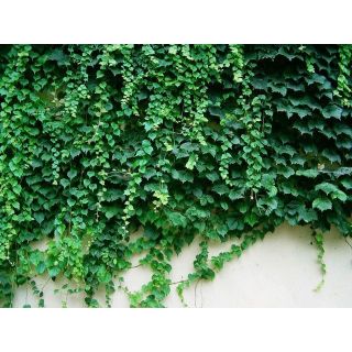 Hạt Giống Dây Thường Xuân (5-10 Hạt) CHÍNH HÃNG