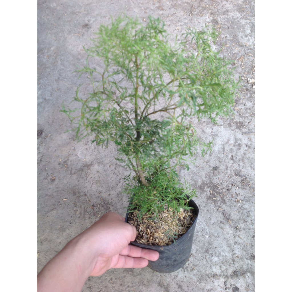 Caykiengsadec - Cây Đinh Lăng - Cây cảnh sân vườn