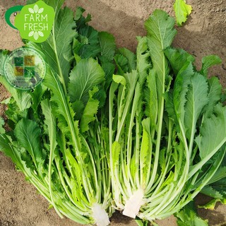 Hạt giống rau cải mèo