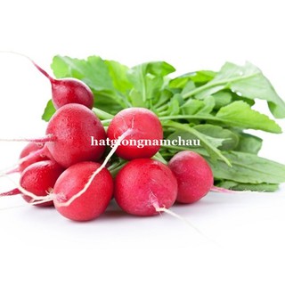 2 Gram - HẠT GIỐNG CỦ CẢI ĐỎ TRÒN