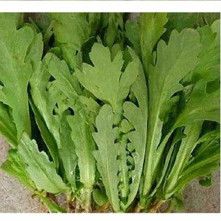20g Hạt Giống Cải Cúc Nếp cao sản (Chrysanthemum coronarium)