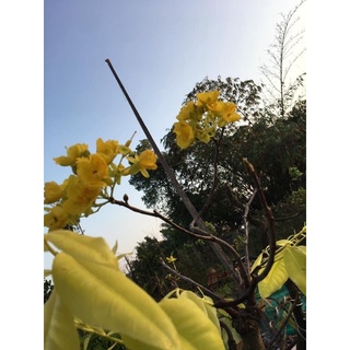 Mai lá ngọc cành vàng (búp xanh và lá non có màu vàng Anh)