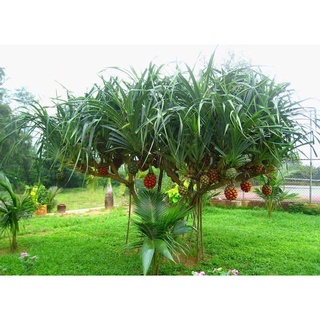 dứa dại ( 1 cây giống cây loại vừa)mua 6 tặng 1