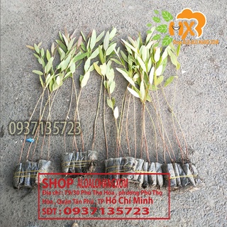 Cây bạch đàn đỏ cây giống -combo 50 cây