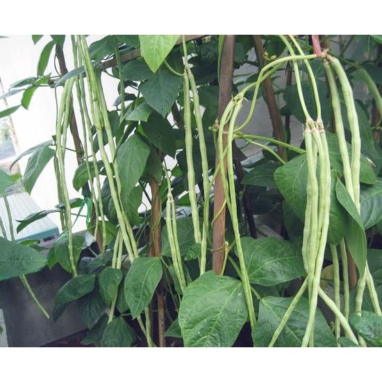 Hạt giống Đậu đũa hạt đen