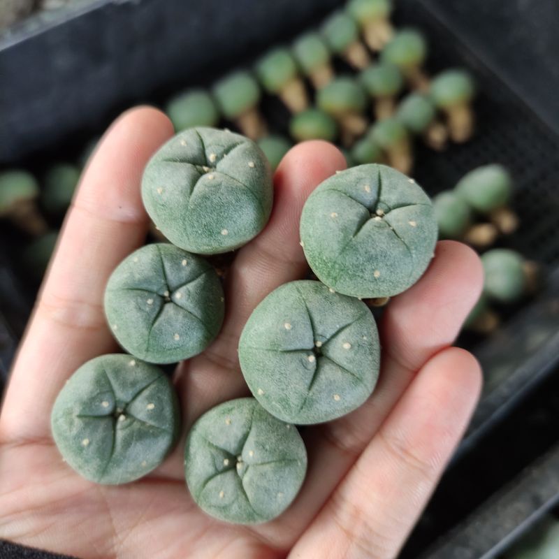 Xương rồng Nàng Gạo - Lophophora Williamsii và Difusa- Hàng hạt rễ củ - Hoa hồng phớt