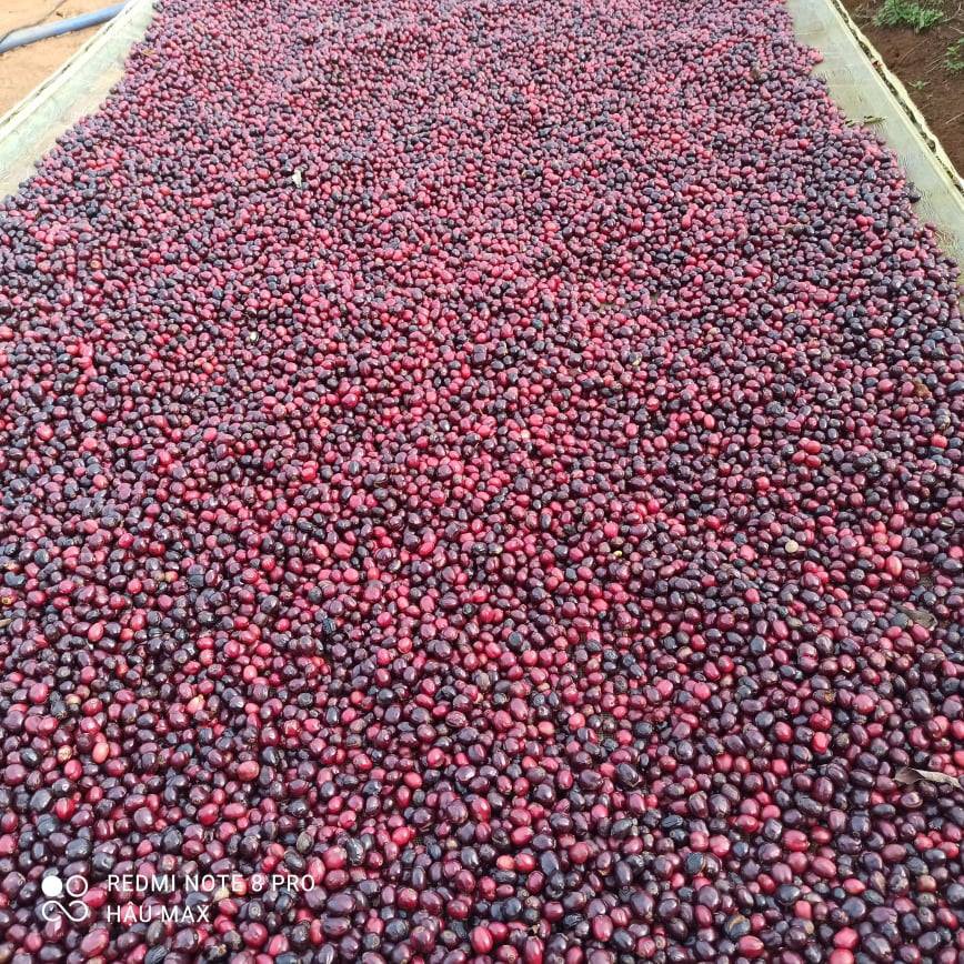 "1kg Cà phê nhân xanh s16 s18 ROBUSTA , FINE RO 81.75 điểm Gia Lai"